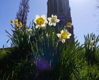 The image titled "Louth Daffodils 1" is a landscape photograph taken in the late morning during spring in Louth, Lincolnshire. Prominently featured in the foreground are vibrant daffodils and other spring plants, their yellow and white blooms illuminated by bright sunlight. Behind the daffodils, the tower of St James' Church in Louth rises towards a clear blue sky, serving as a well-known architectural landmark in the area. The photo highlights the seasonal growth of plants and daffodils set against the historic backdrop of St James' Church, capturing the essence of spring in Lincolnshire.